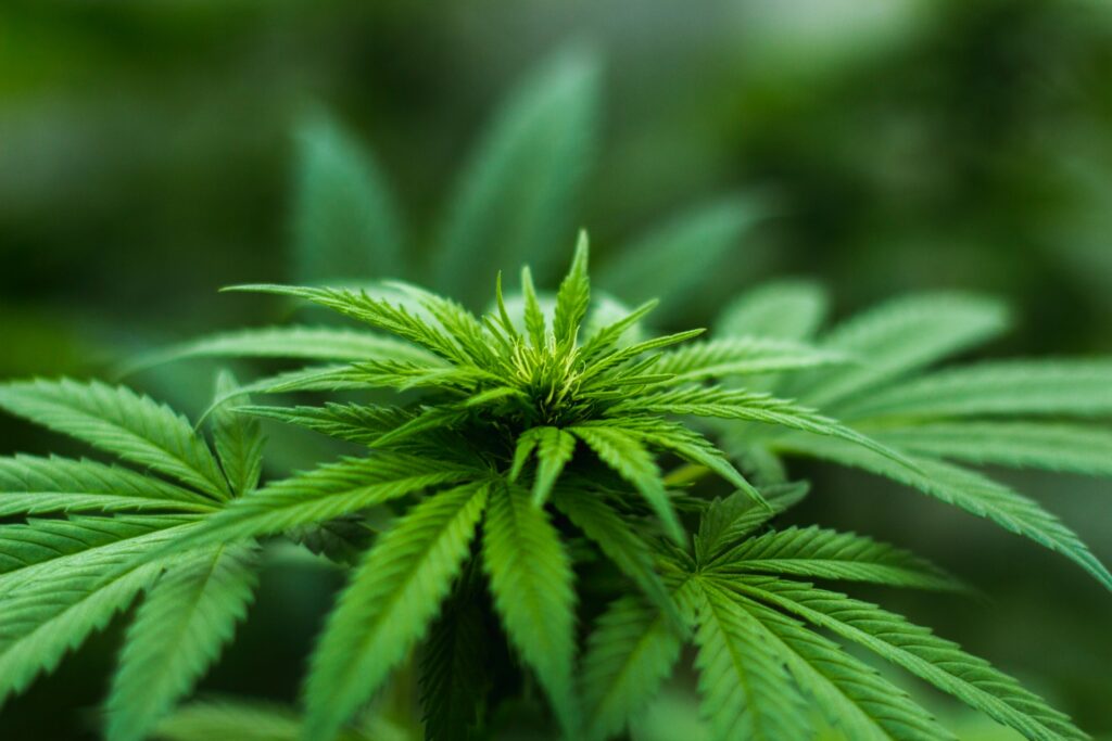 Anlagebetrug mit Cannabis. My First Plant. Juicyfields.